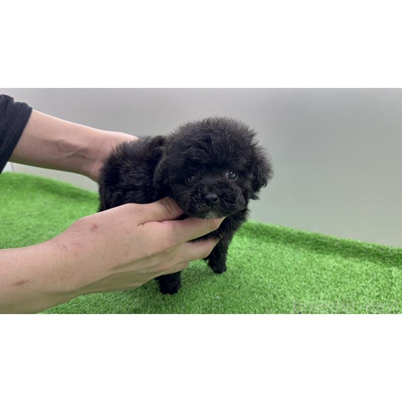 販売中の新潟県のティーカッププードル-441305の7枚目