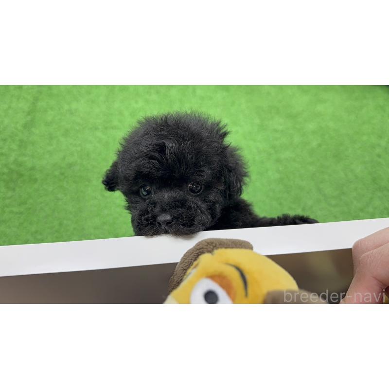 販売中の新潟県のティーカッププードル-441305の6枚目