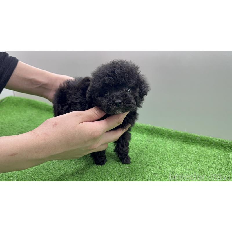 販売中の新潟県のティーカッププードル-441305の3枚目