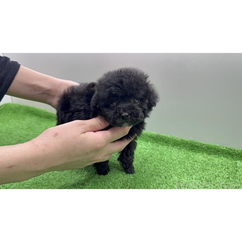 販売中の新潟県のティーカッププードル-441305の2枚目