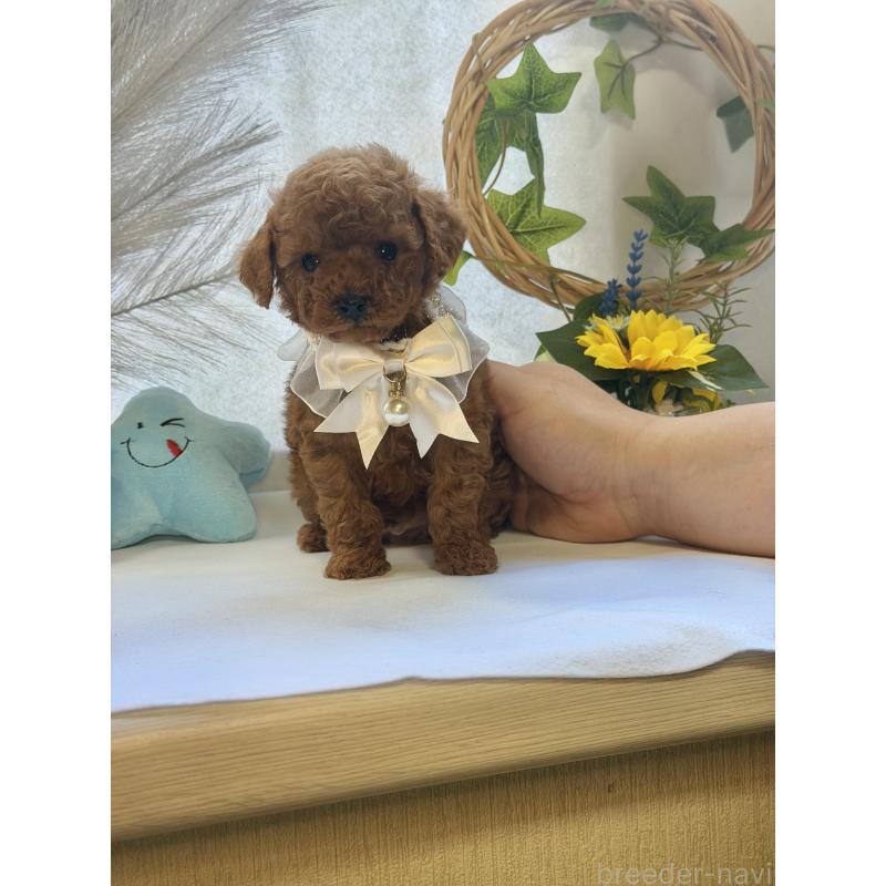 成約済の三重県のティーカッププードル-439553の2枚目