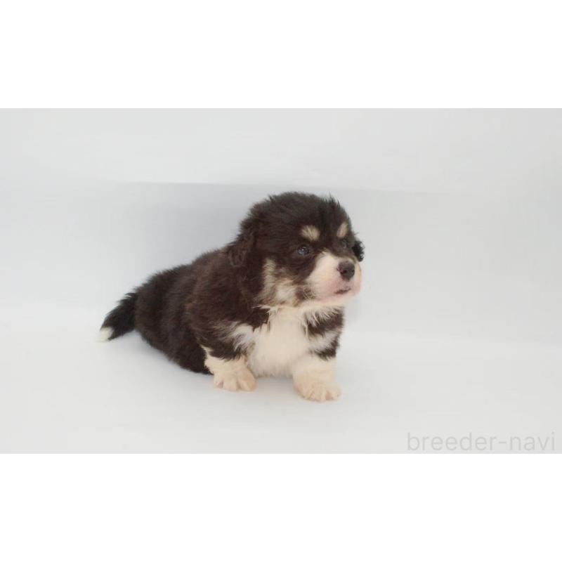 販売中の千葉県のウェルシュコーギーペンブローク-441308の4枚目