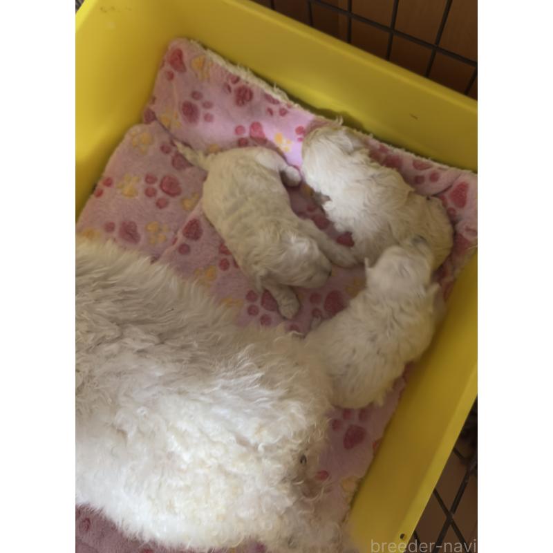 販売中の兵庫県のビションプー:ビションフリーゼ×トイプードル-441309の2枚目