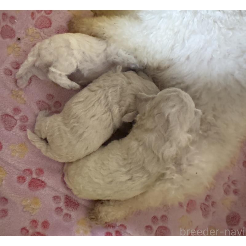 販売中の兵庫県のビションプー:ビションフリーゼ×トイプードル-441309