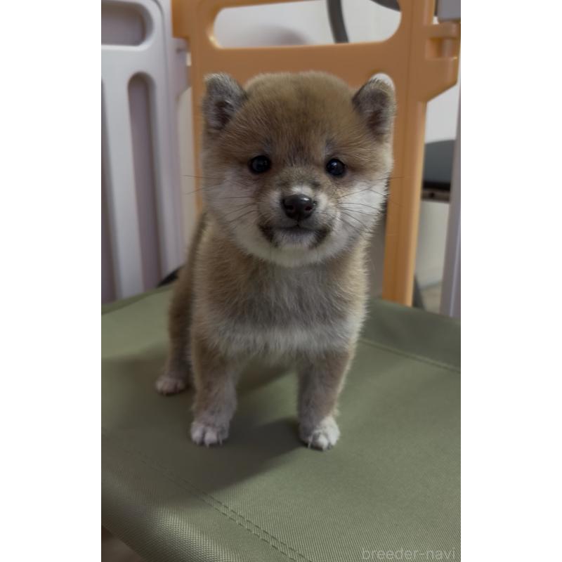 成約済の愛知県の豆柴-436596の9枚目