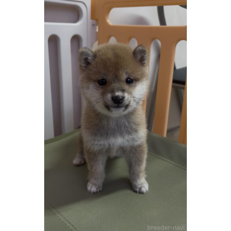 成約済の愛知県の豆柴-436596の8枚目