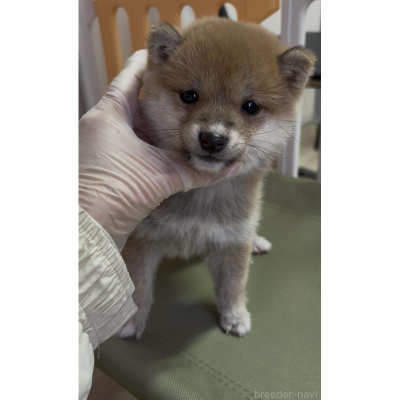 成約済の愛知県の豆柴-436596の6枚目