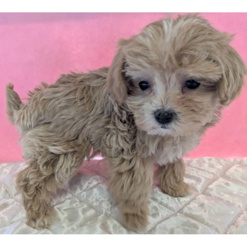 販売中の埼玉県のマルプー:マルチーズ×トイプードル-434726の10枚目