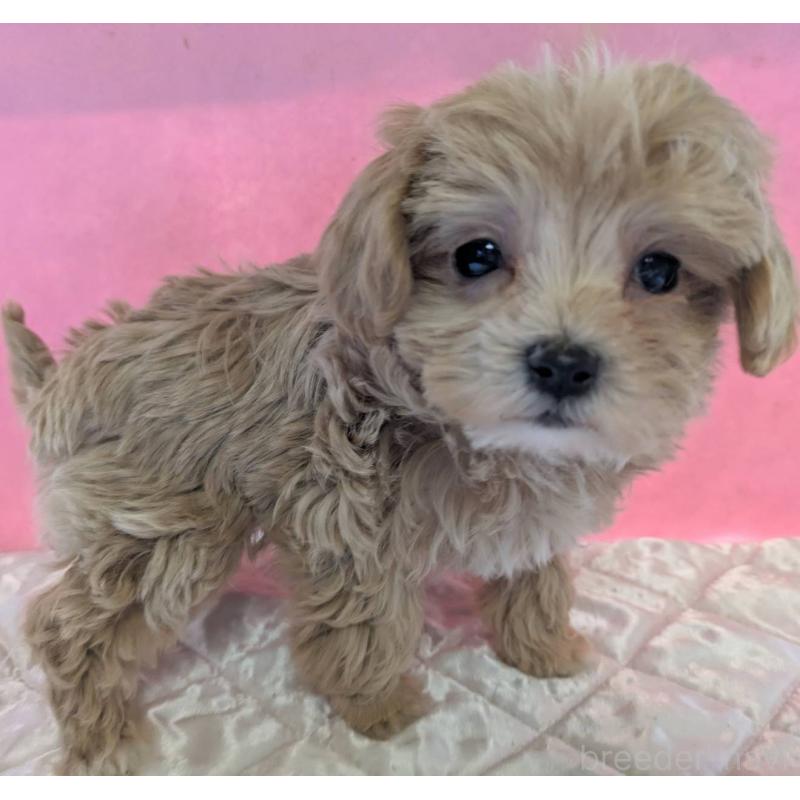 販売中の埼玉県のマルプー:マルチーズ×トイプードル-434726の9枚目