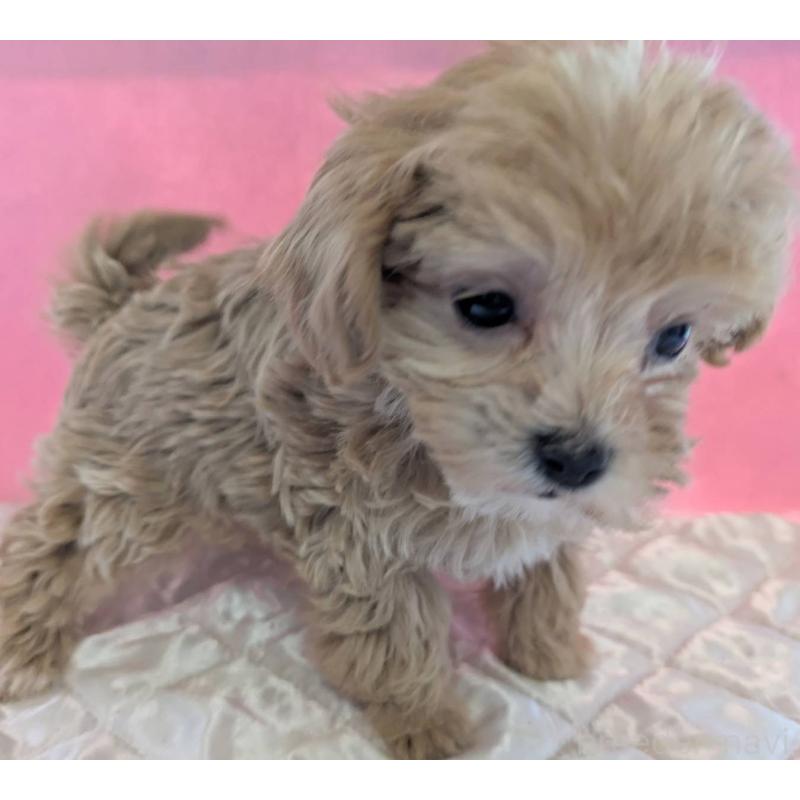 販売中の埼玉県のマルプー:マルチーズ×トイプードル-434726の8枚目