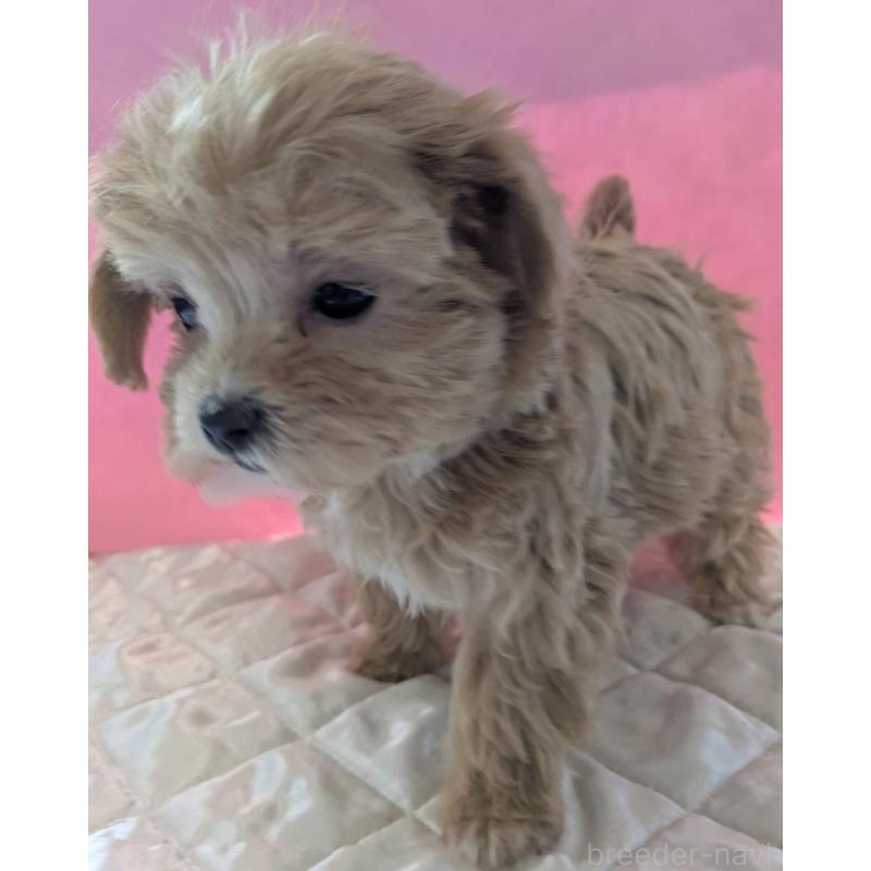 販売中の埼玉県のマルプー:マルチーズ×トイプードル-434726の5枚目