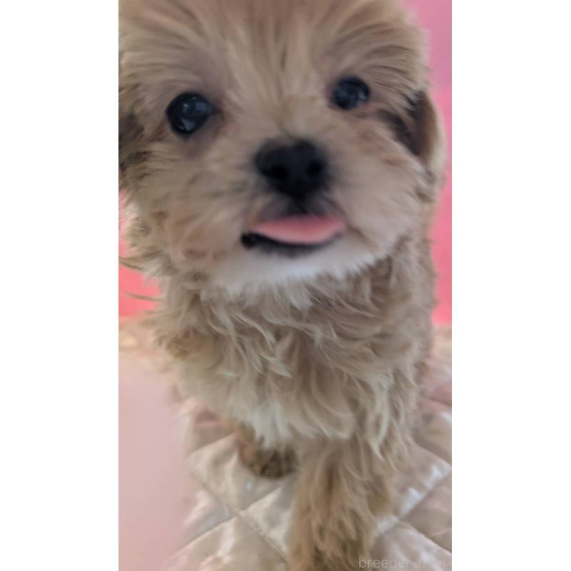 販売中の埼玉県のマルプー:マルチーズ×トイプードル-434726の4枚目