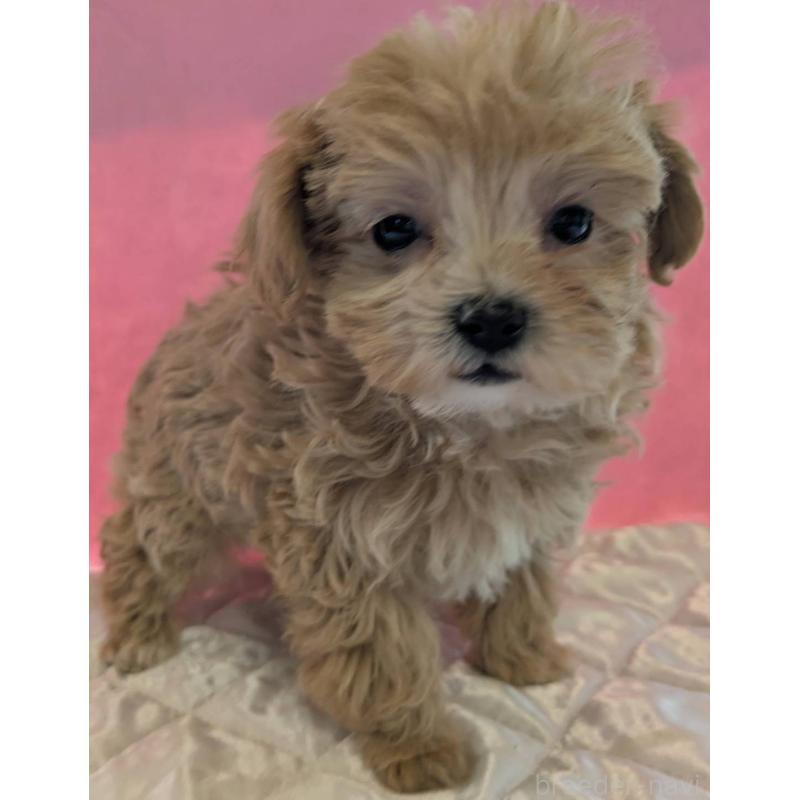 販売中の埼玉県のマルプー:マルチーズ×トイプードル-434726の3枚目