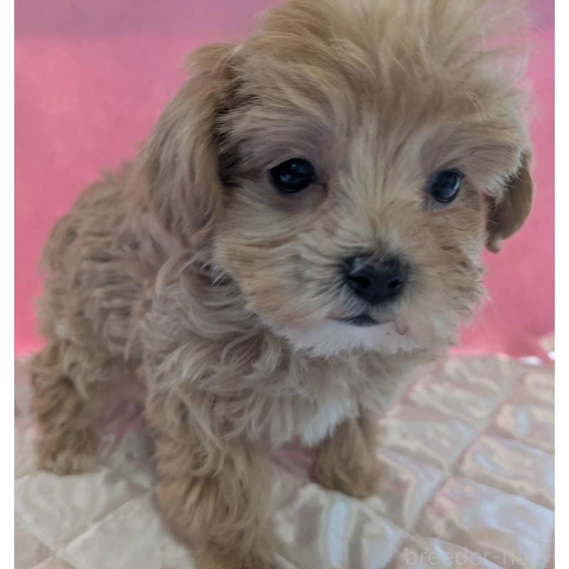 販売中の埼玉県のマルプー:マルチーズ×トイプードル-434726の2枚目