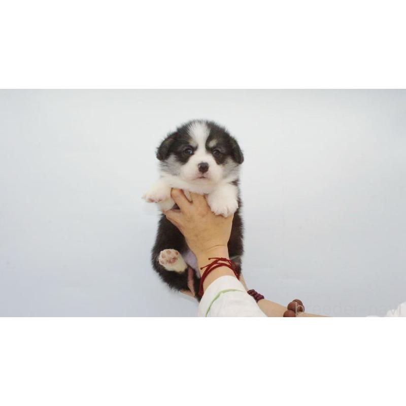 販売中の千葉県のウェルシュコーギーペンブローク-441310の5枚目