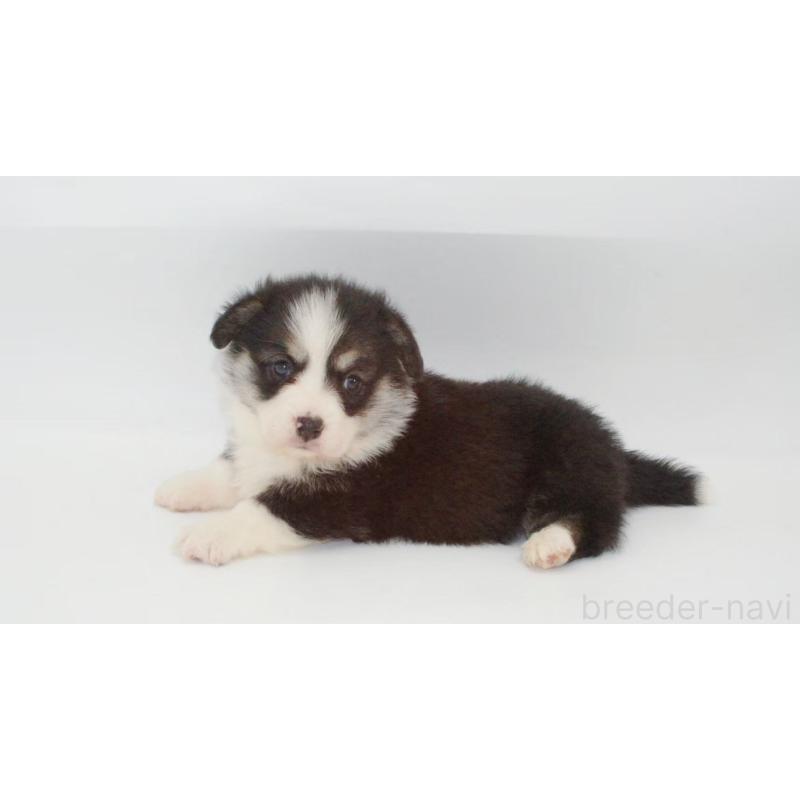 販売中の千葉県のウェルシュコーギーペンブローク-441310の4枚目