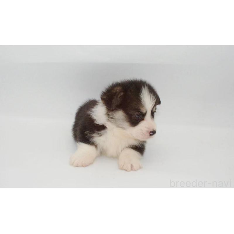 販売中の千葉県のウェルシュコーギーペンブローク-441310の3枚目