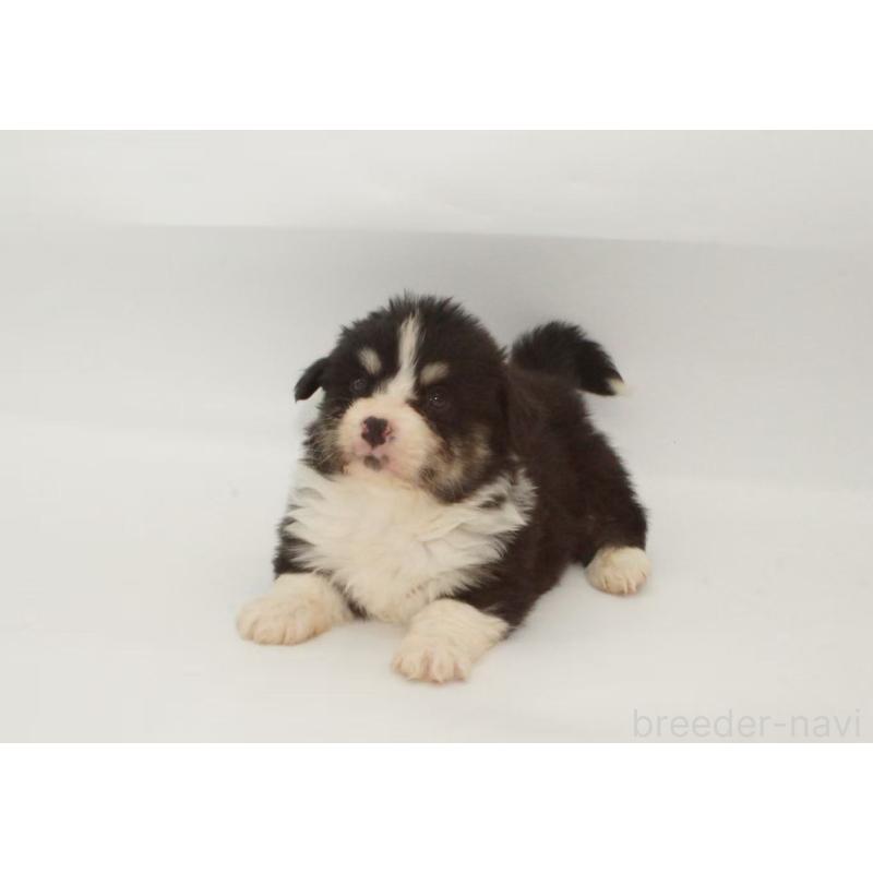 販売中の千葉県のウェルシュコーギーペンブローク-441313の5枚目