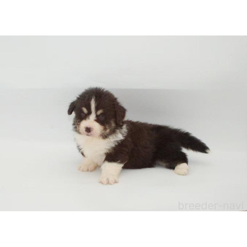 販売中の千葉県のウェルシュコーギーペンブローク-441313の4枚目