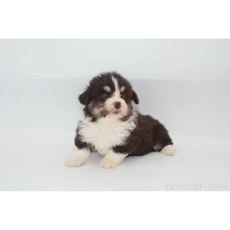 販売中の千葉県のウェルシュコーギーペンブローク-441313の3枚目