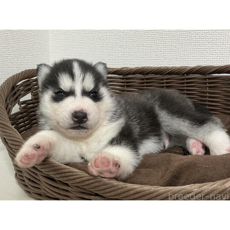 販売中の神奈川県のシベリアンハスキー-441312の7枚目