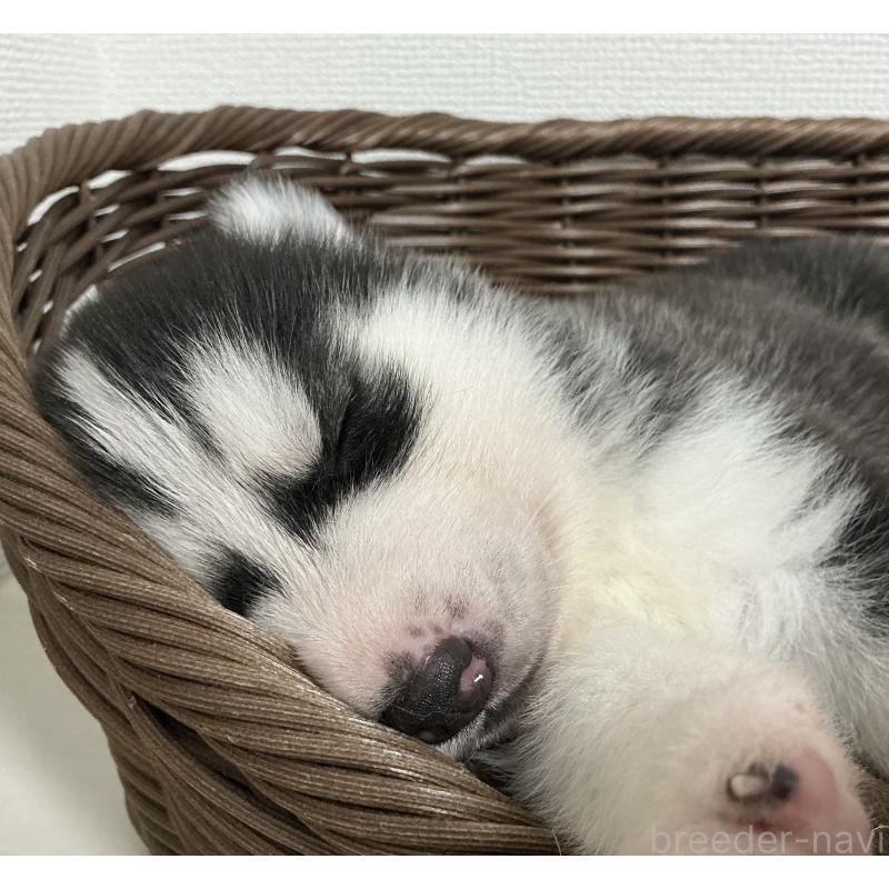 販売中の神奈川県のシベリアンハスキー-441312の6枚目