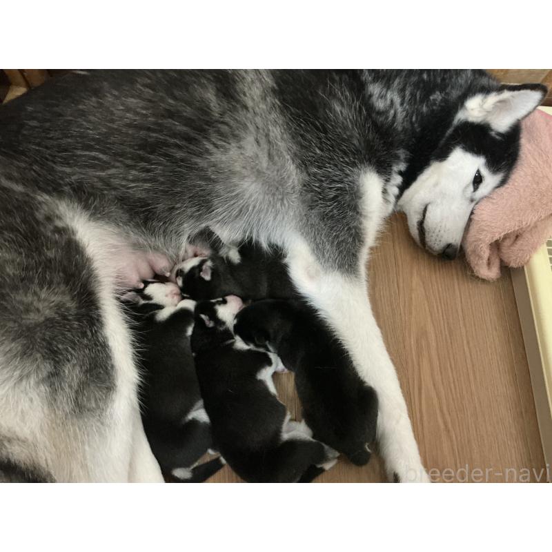 販売中の神奈川県のシベリアンハスキー-441312の4枚目