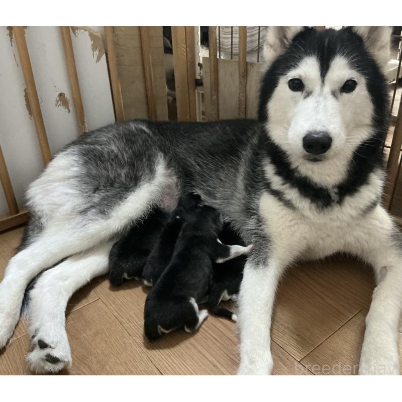 販売中の神奈川県のシベリアンハスキー-441312の2枚目
