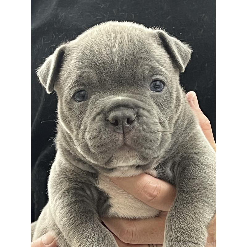 販売中の大阪府のエキゾチックブリー-437967