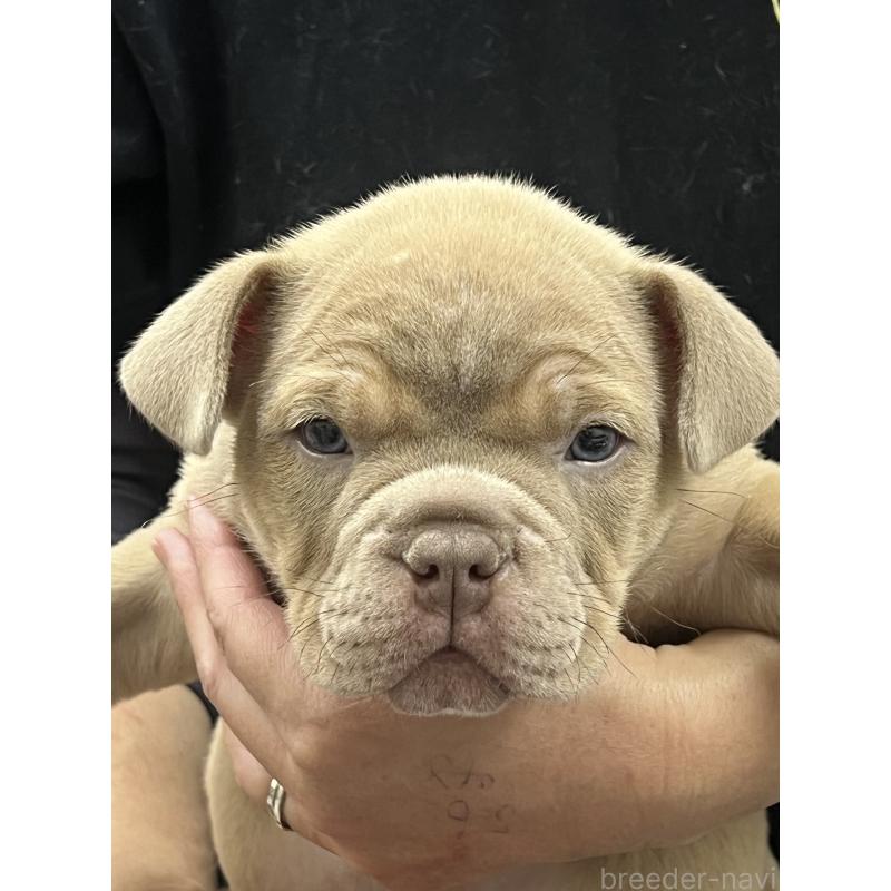 販売中の大阪府のエキゾチックブリー-435033