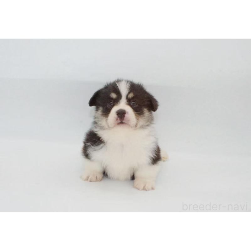 販売中の千葉県のウェルシュコーギーペンブローク-441314の5枚目