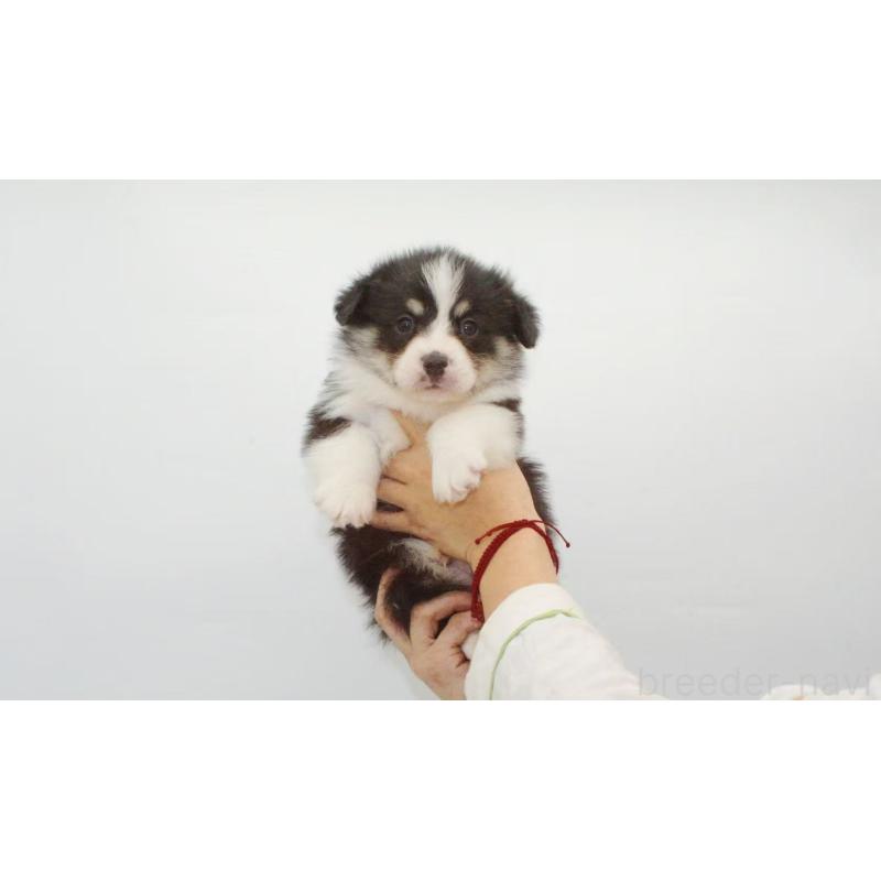 販売中の千葉県のウェルシュコーギーペンブローク-441314の3枚目