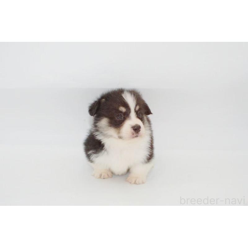販売中の千葉県のウェルシュコーギーペンブローク-441314の2枚目