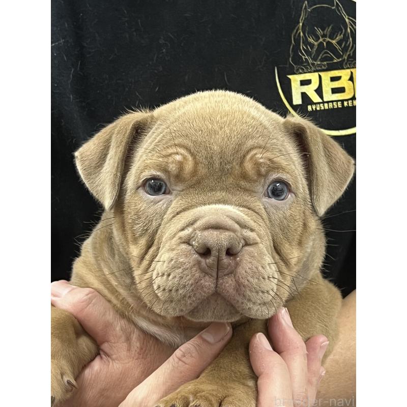 販売中の大阪府のエキゾチックブリー-435034