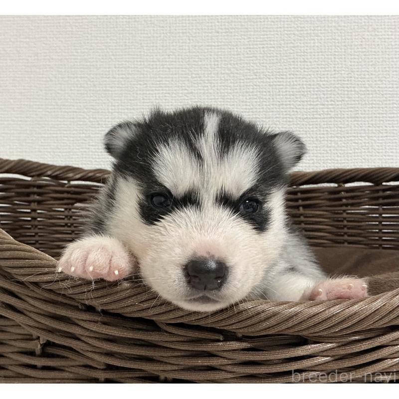 販売中の神奈川県のシベリアンハスキー-441316の6枚目