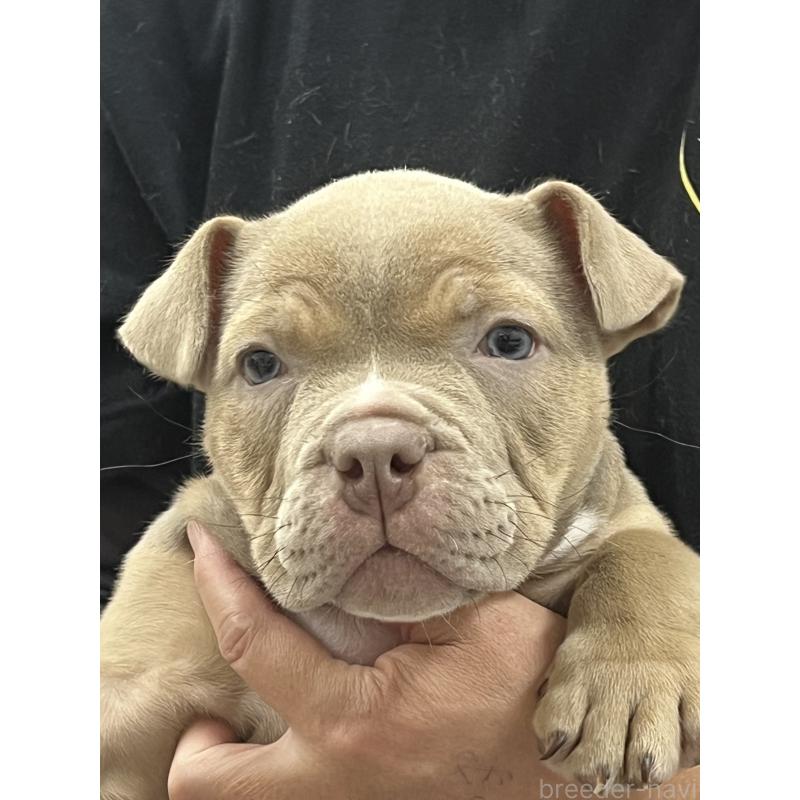 販売中の大阪府のエキゾチックブリー-435035