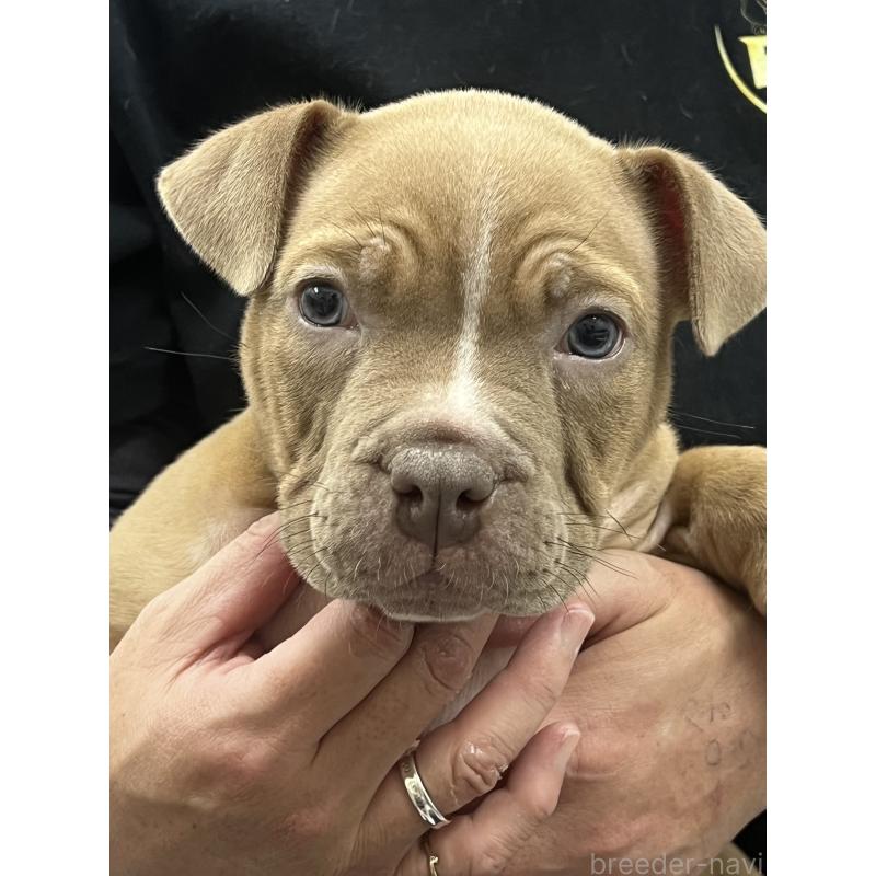 販売中の大阪府のエキゾチックブリー-435036