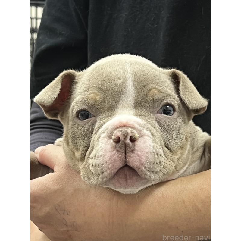 販売中の大阪府のエキゾチックブリー-435037