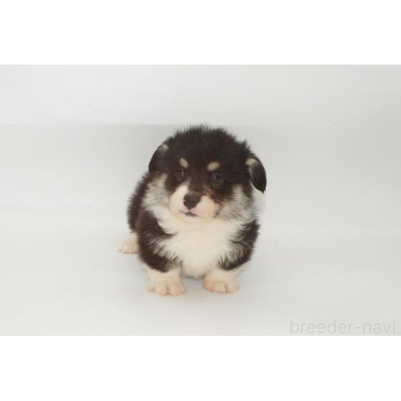 販売中の千葉県のウェルシュコーギーペンブローク-441319の4枚目