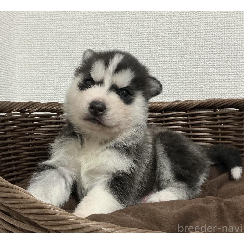 販売中の神奈川県のシベリアンハスキー-441318の6枚目