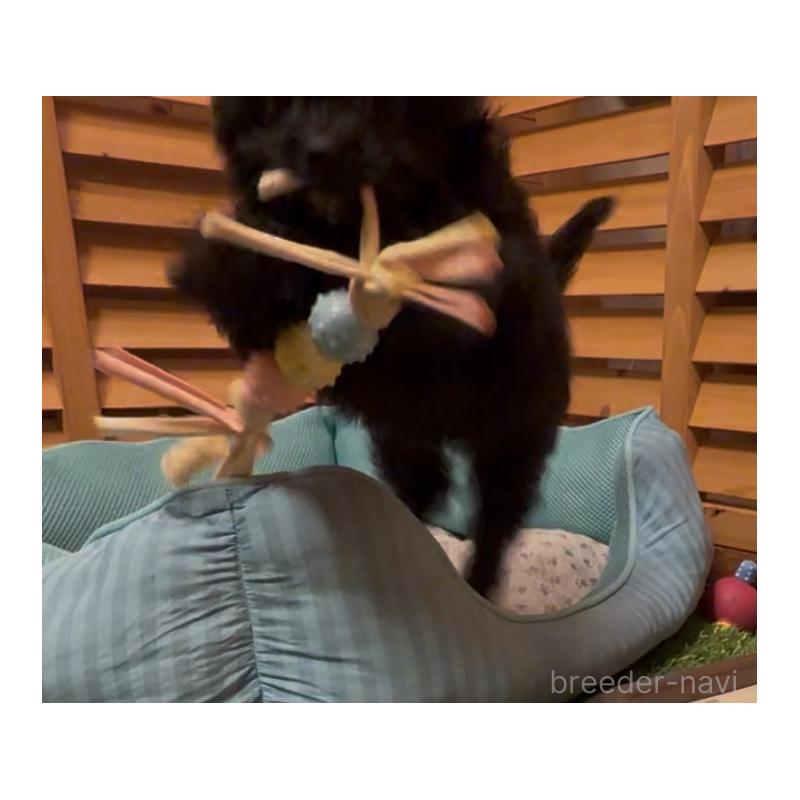 成約済の埼玉県のチワプー:チワワ×トイプードル-425759の7枚目