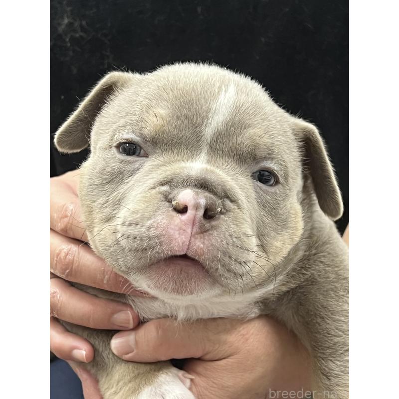 成約済の大阪府のエキゾチックブリー-441317の1枚目