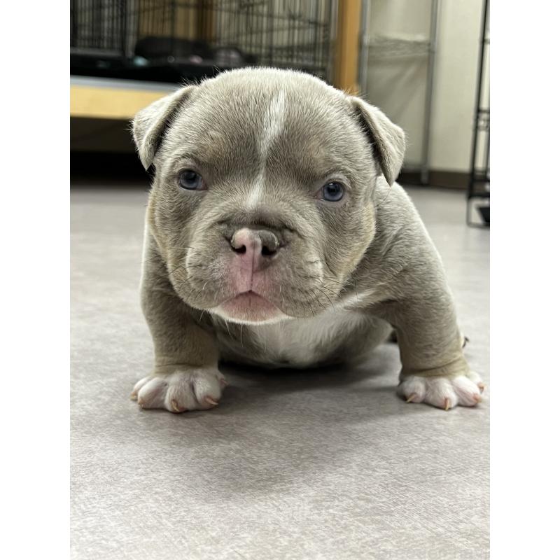 成約済の大阪府のエキゾチックブリー-441317の3枚目