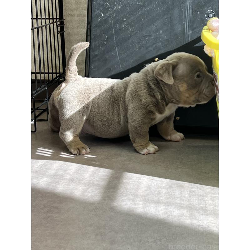 成約済の大阪府のエキゾチックブリー-441317の2枚目