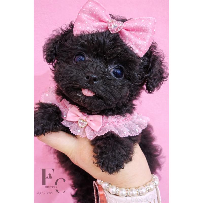 販売中の栃木県のティーカッププードル-437784の2枚目