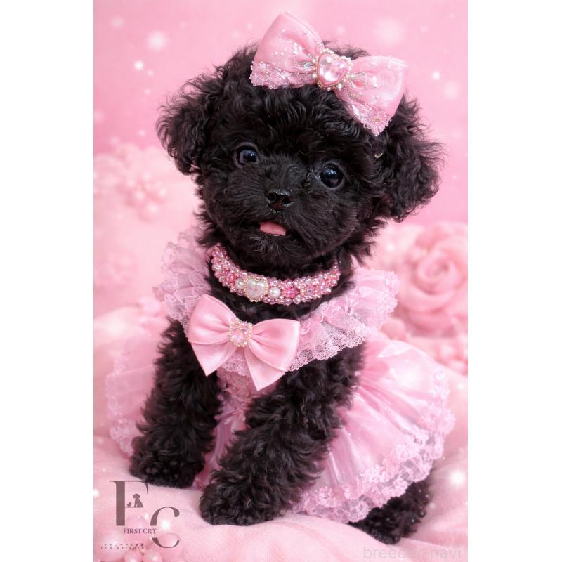 販売中の栃木県のティーカッププードル-437784