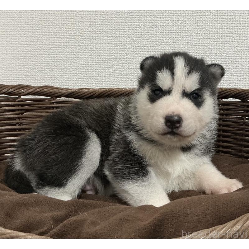 販売中の神奈川県のシベリアンハスキー-441320の6枚目