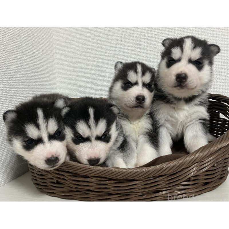 販売中の神奈川県のシベリアンハスキー-441320の5枚目