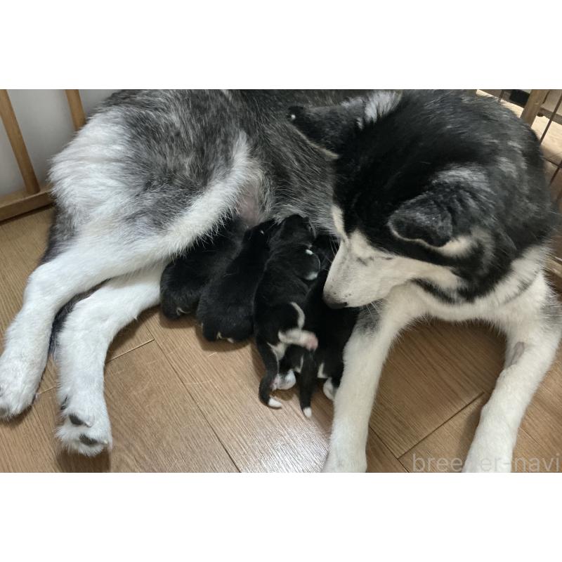販売中の神奈川県のシベリアンハスキー-441320の3枚目