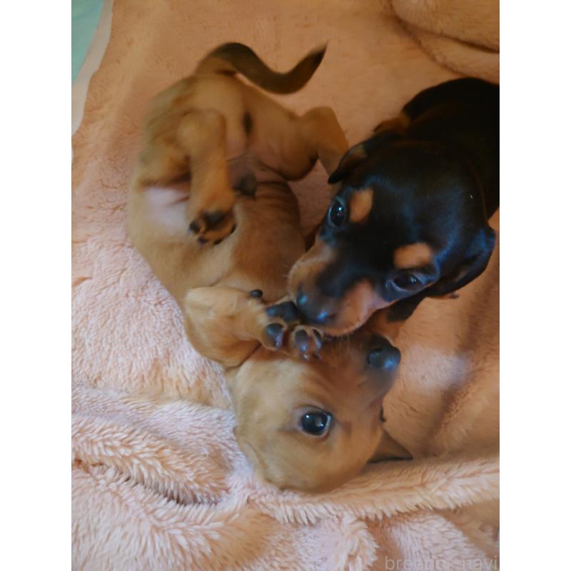 販売中の長野県のミニチュアダックスフンド(スムースヘアード)-441213の8枚目